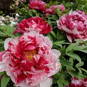 Meet your Posher, Nadya